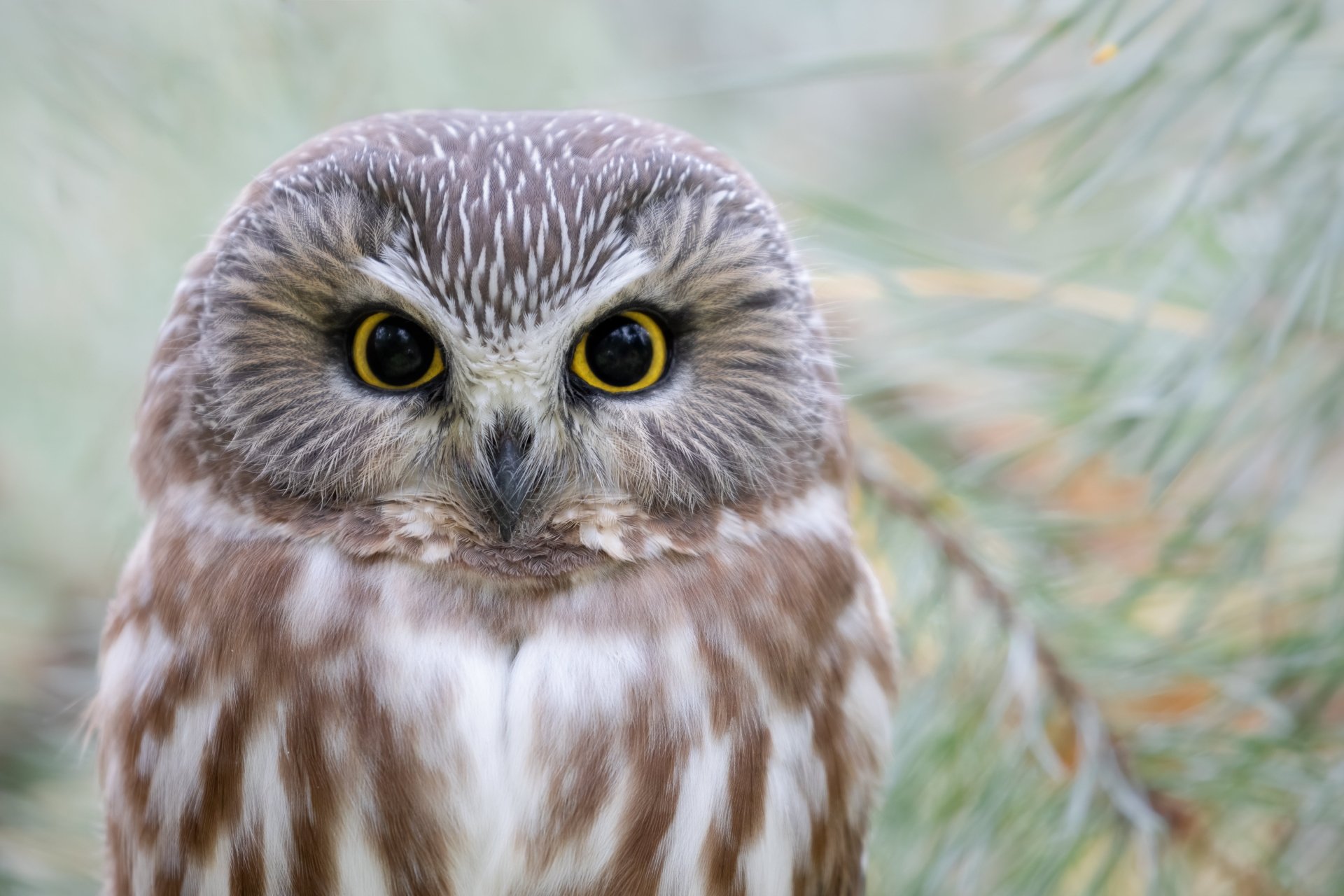 Close-up of a detailed owl with bright yellow eyes, captured in 4K Ultra HD quality, shown as a clear and vivid PC desktop wallpaper background.