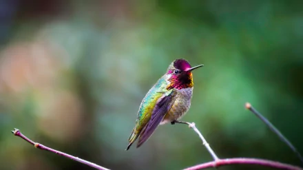 Vibrant Anna's Hummingbird perched on a branch, captured in stunning 4K Ultra HD, showcasing its iridescent feathers against a blurred natural background.