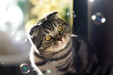 cat Animal Scottish Fold HD Desktop Wallpaper | Background Image