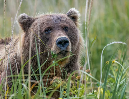 grizzly Animal grizzly bear HD Desktop Wallpaper | Background Image