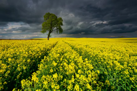 A vast rapeseed field under a dramatic cloudy sky with a single green tree, captured in HD for a striking desktop wallpaper background.