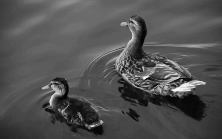 A high-definition black and white wallpaper featuring a duck and its duckling swimming on a calm body of water.