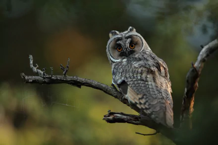 long eared owl Animal owl HD Desktop Wallpaper | Background Image