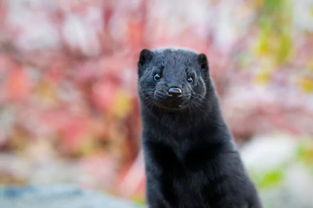 Animal ferret HD Desktop Wallpaper | Background Image
