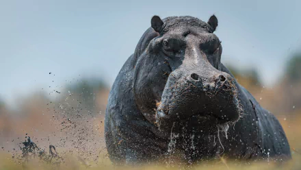 4K Ultra HD PC desktop wallpaper/background showing a close-up hippo (animal) charging through shallow water, mud and droplets splashing.