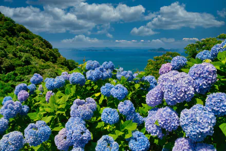 blue flower nature hydrangea HD Desktop Wallpaper | Background Image