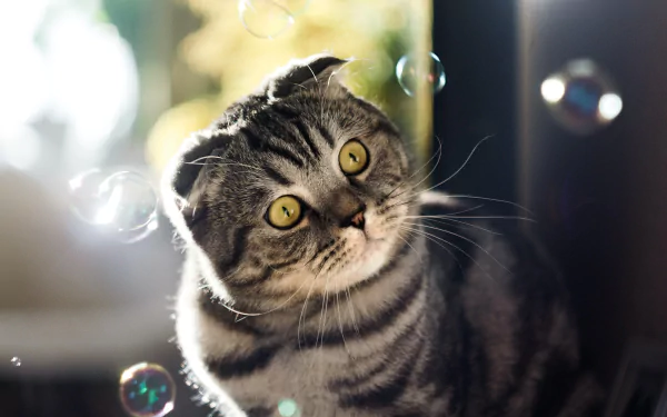 cat Animal Scottish Fold HD Desktop Wallpaper | Background Image