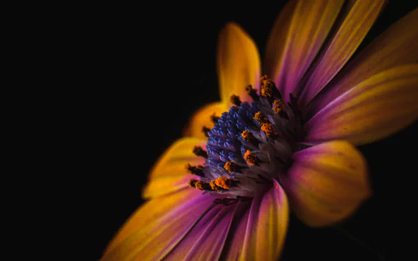 photography macro HD Desktop Wallpaper | Background Image