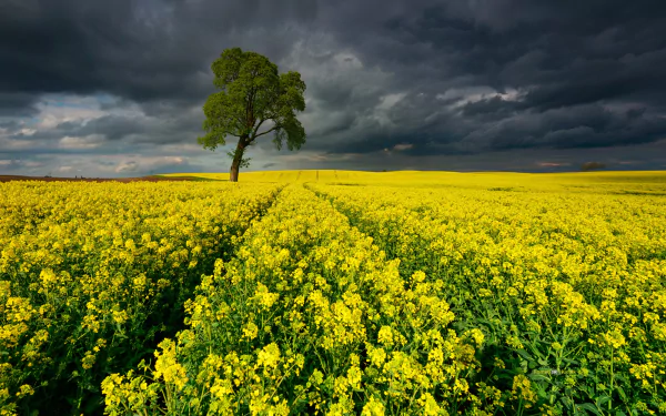 A vast rapeseed field under a dramatic cloudy sky with a single green tree, captured in HD for a striking desktop wallpaper background.