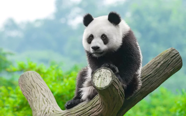 A high-resolution 4K Ultra HD image of a panda sitting on a tree branch against a blurred green natural background.