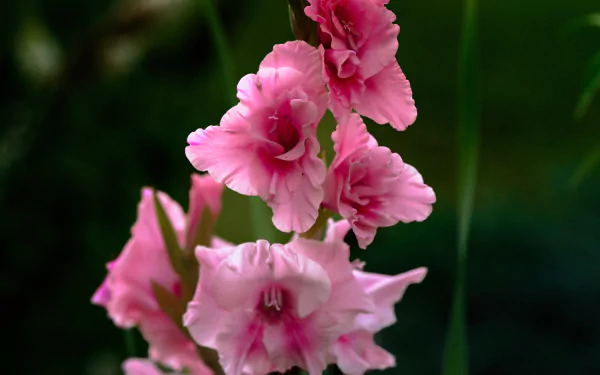 pink flower nature gladiolus HD Desktop Wallpaper | Background Image
