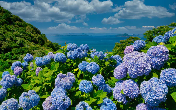 A beautiful blue hydrangea bloom, a stunning nature-inspired HD desktop wallpaper and background.