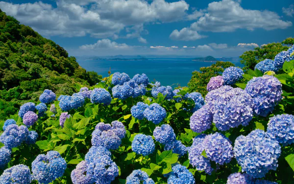 blue flower nature hydrangea HD Desktop Wallpaper | Background Image