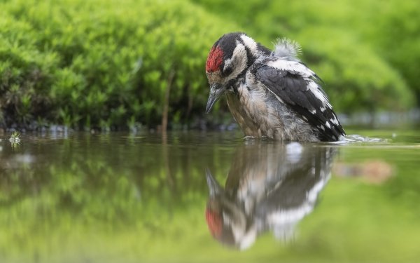 Animal Woodpecker Birds Woodpeckers Reflection HD Wallpaper | Background Image