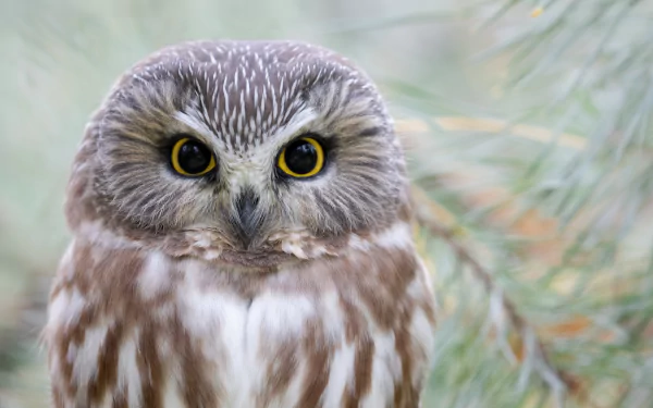 Close-up of a detailed owl with bright yellow eyes, captured in 4K Ultra HD quality, shown as a clear and vivid PC desktop wallpaper background.