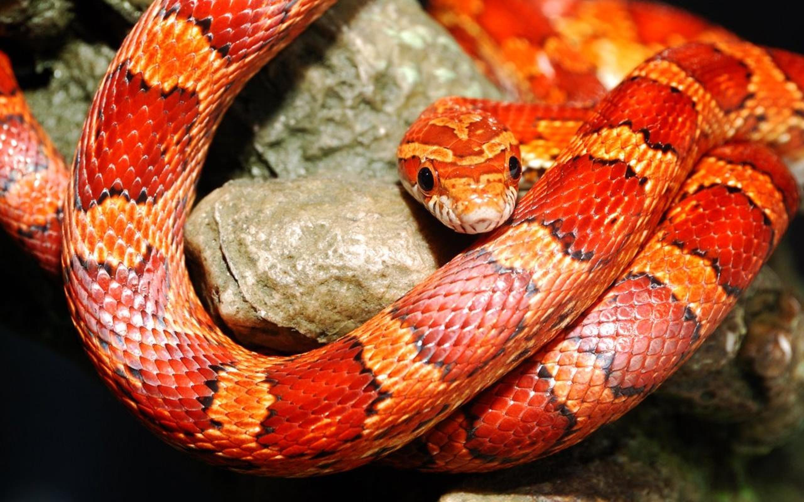 Snake slithering through vibrant jungle, showcasing its mesmerizing pattern and distinctive colors