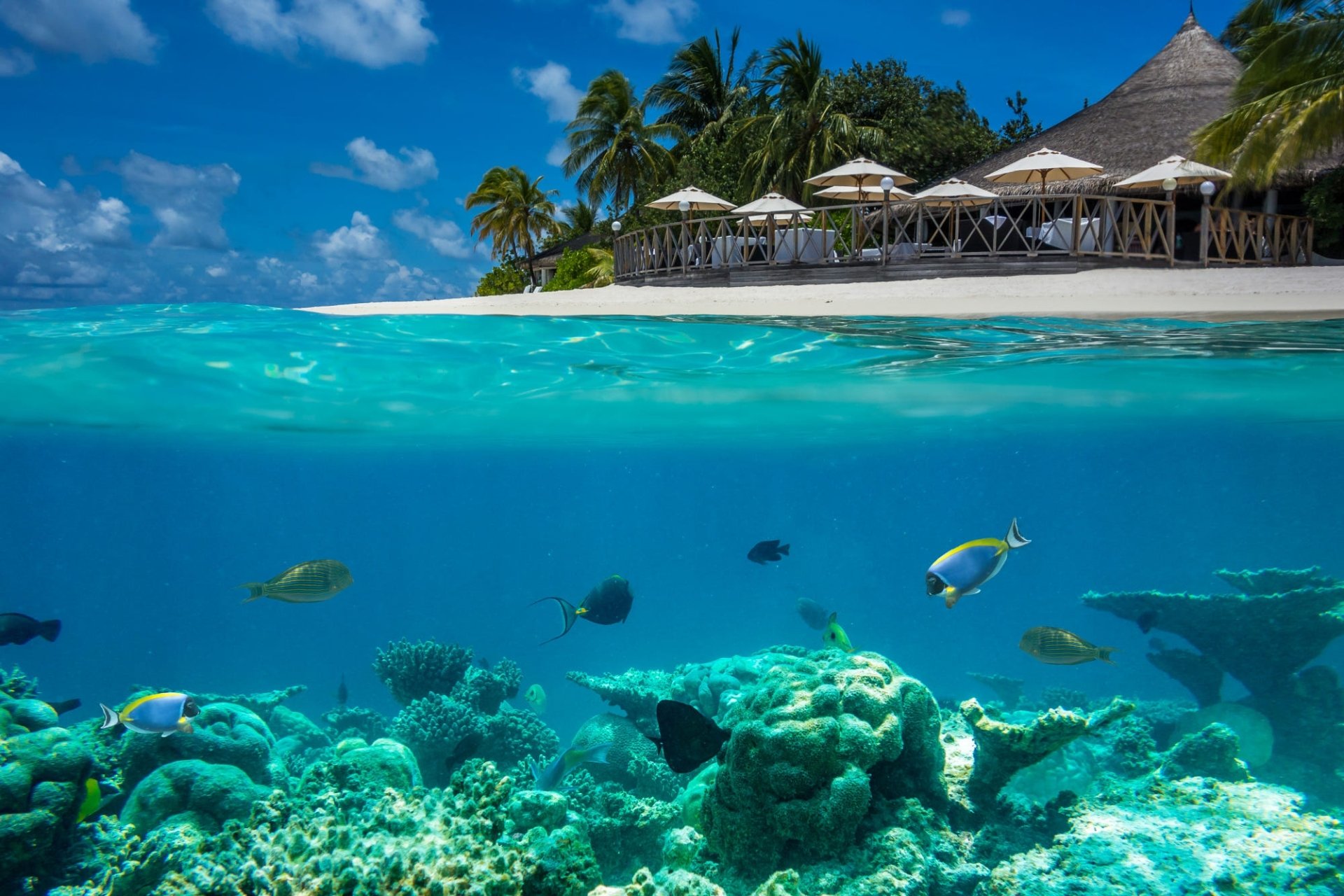 Split-view HD desktop wallpaper showcasing vibrant coral reefs and tropical fish underwater, with a sunny Maldives beach and palm trees above the clear blue water.