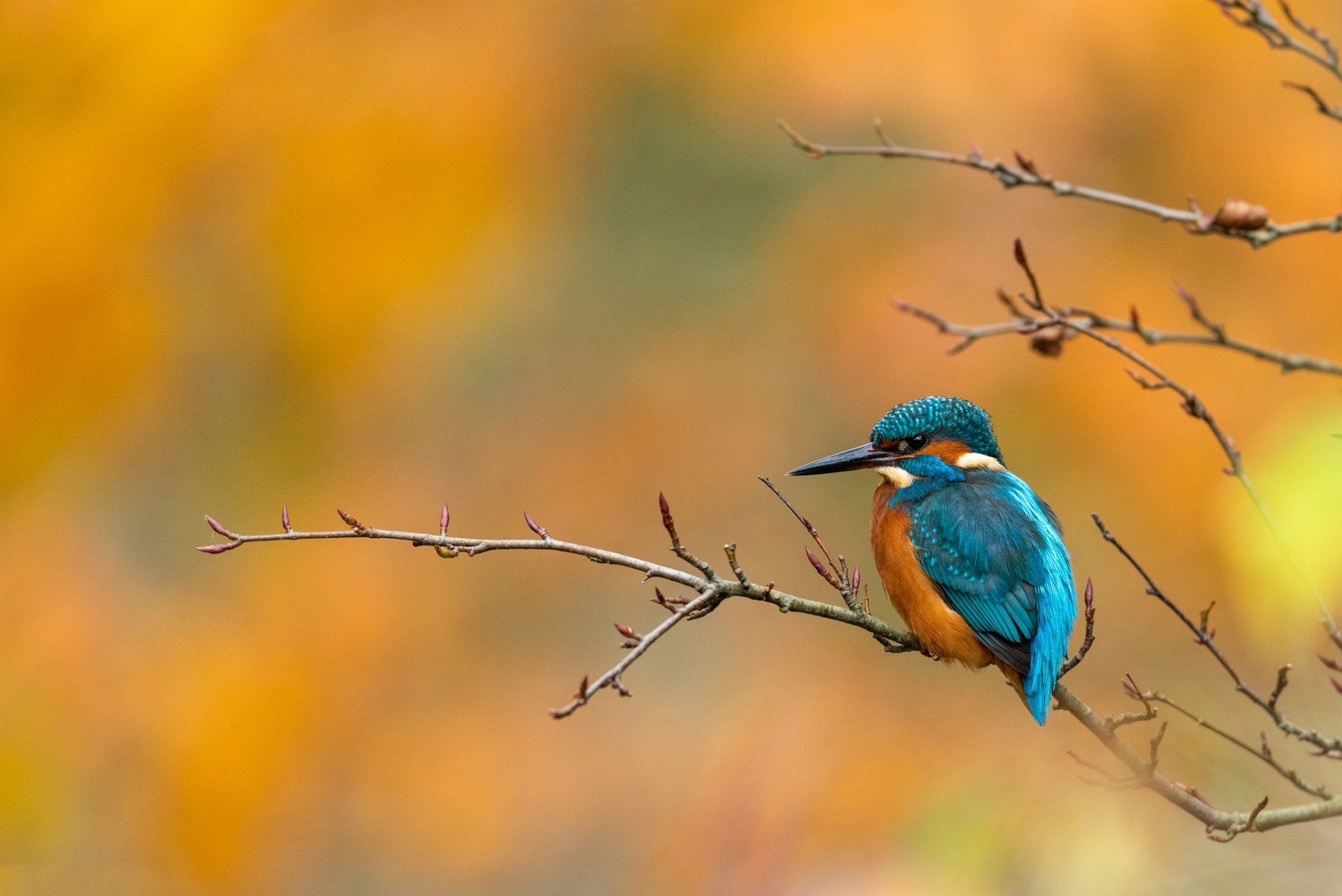 Download Common Kingfisher Animal Kingfisher HD Wallpaper