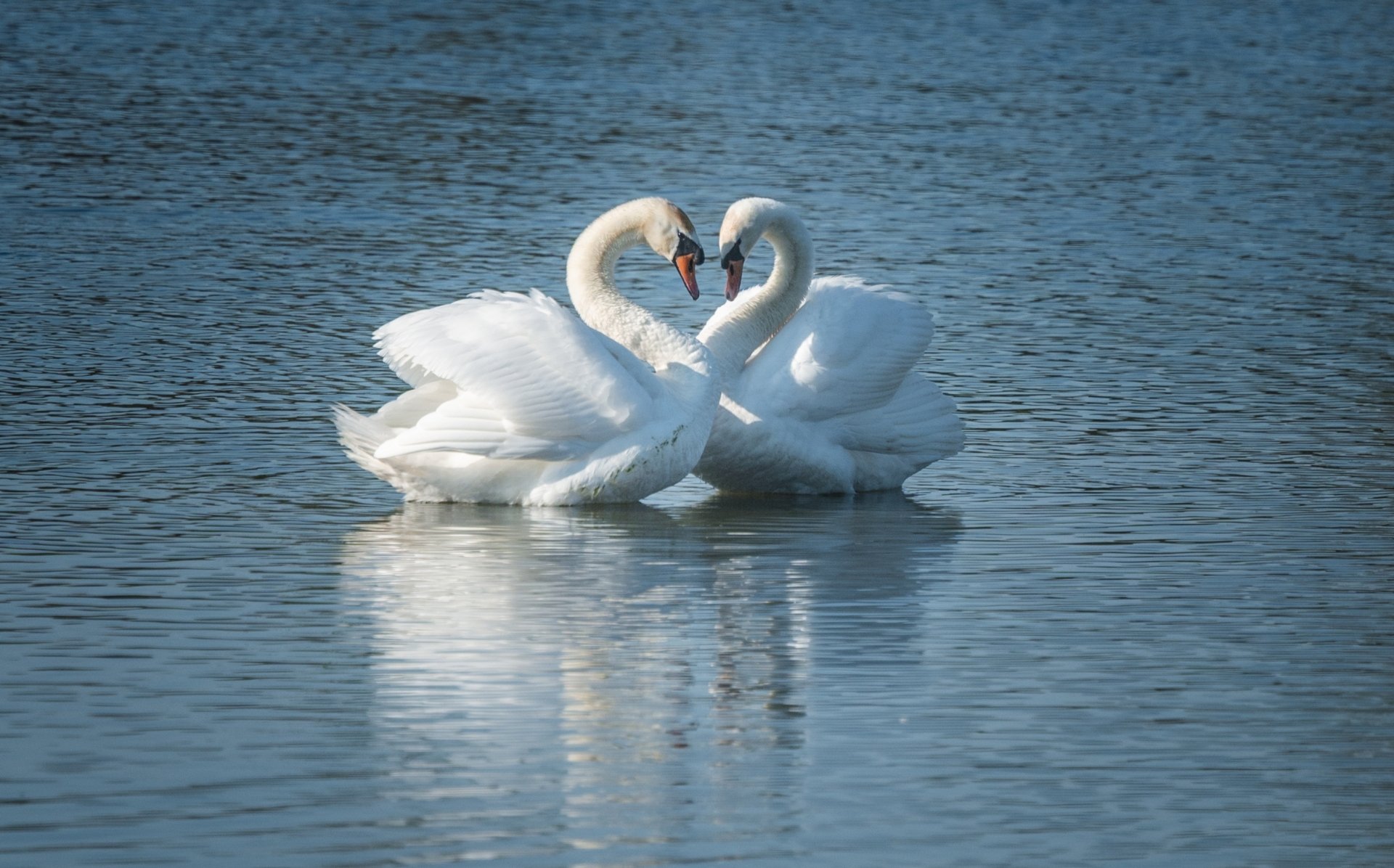 Download Couple Swan Animal Mute Swan HD Wallpaper