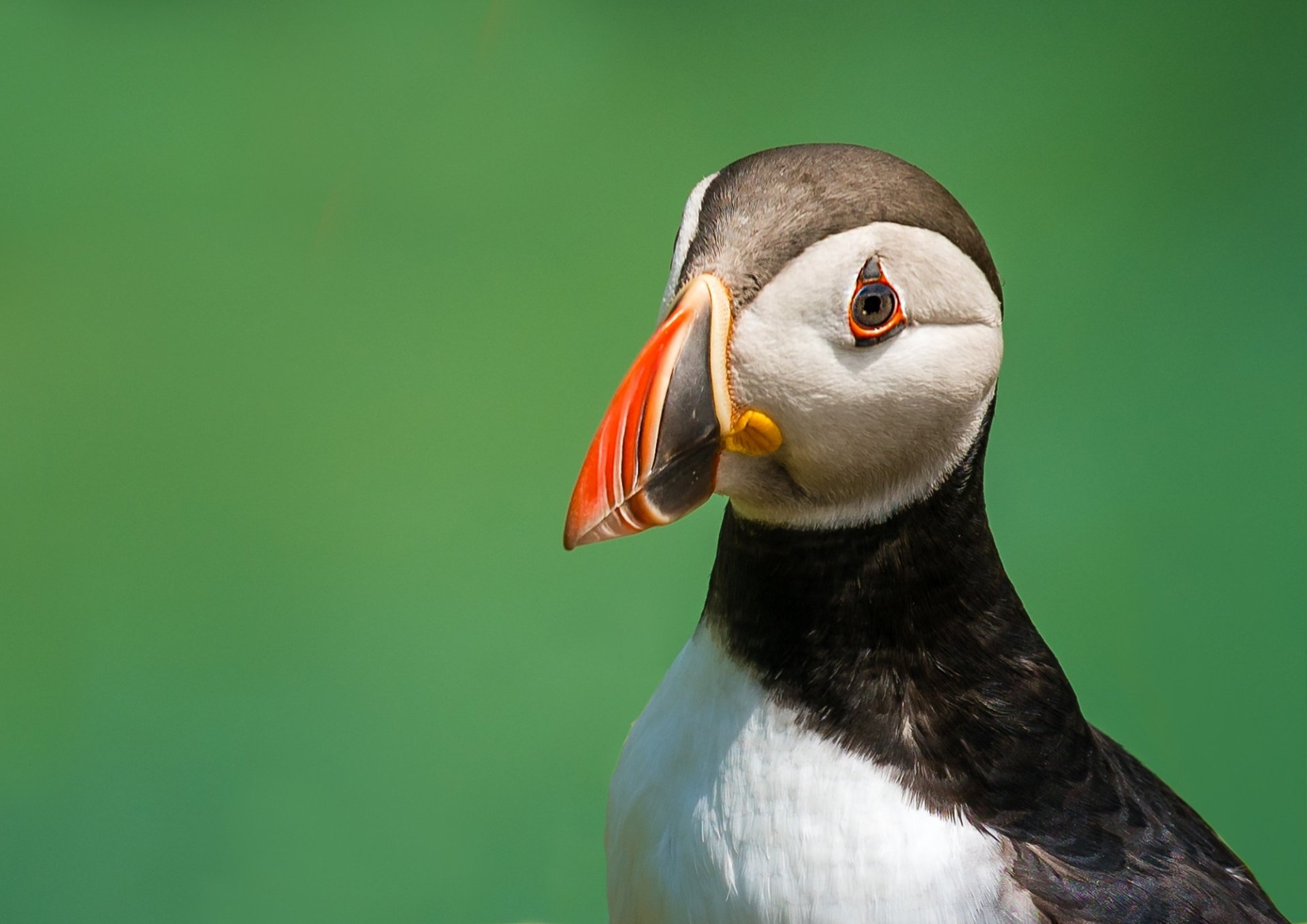 Download Animal Puffin HD Wallpaper