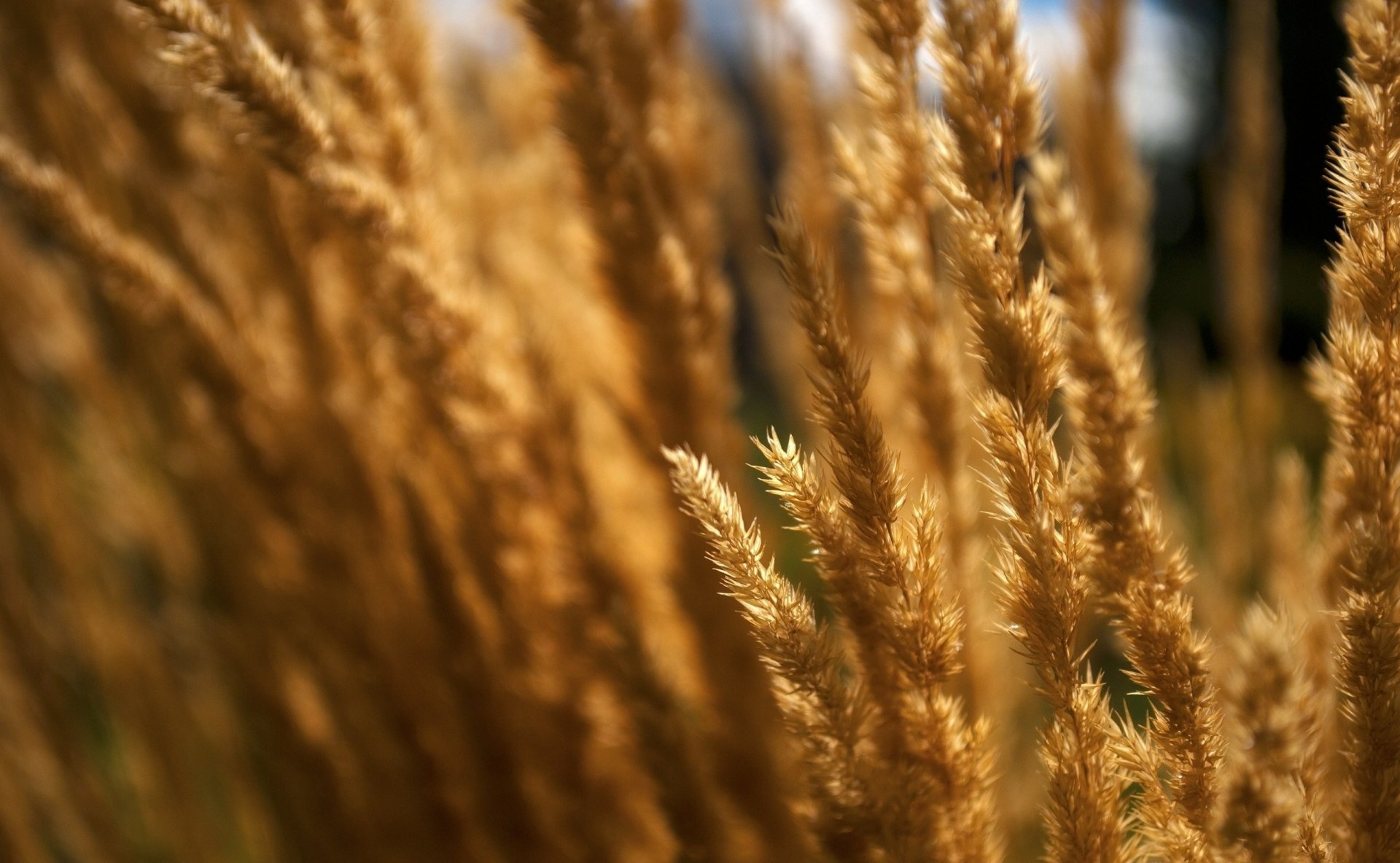 Download Nature Wheat HD Wallpaper