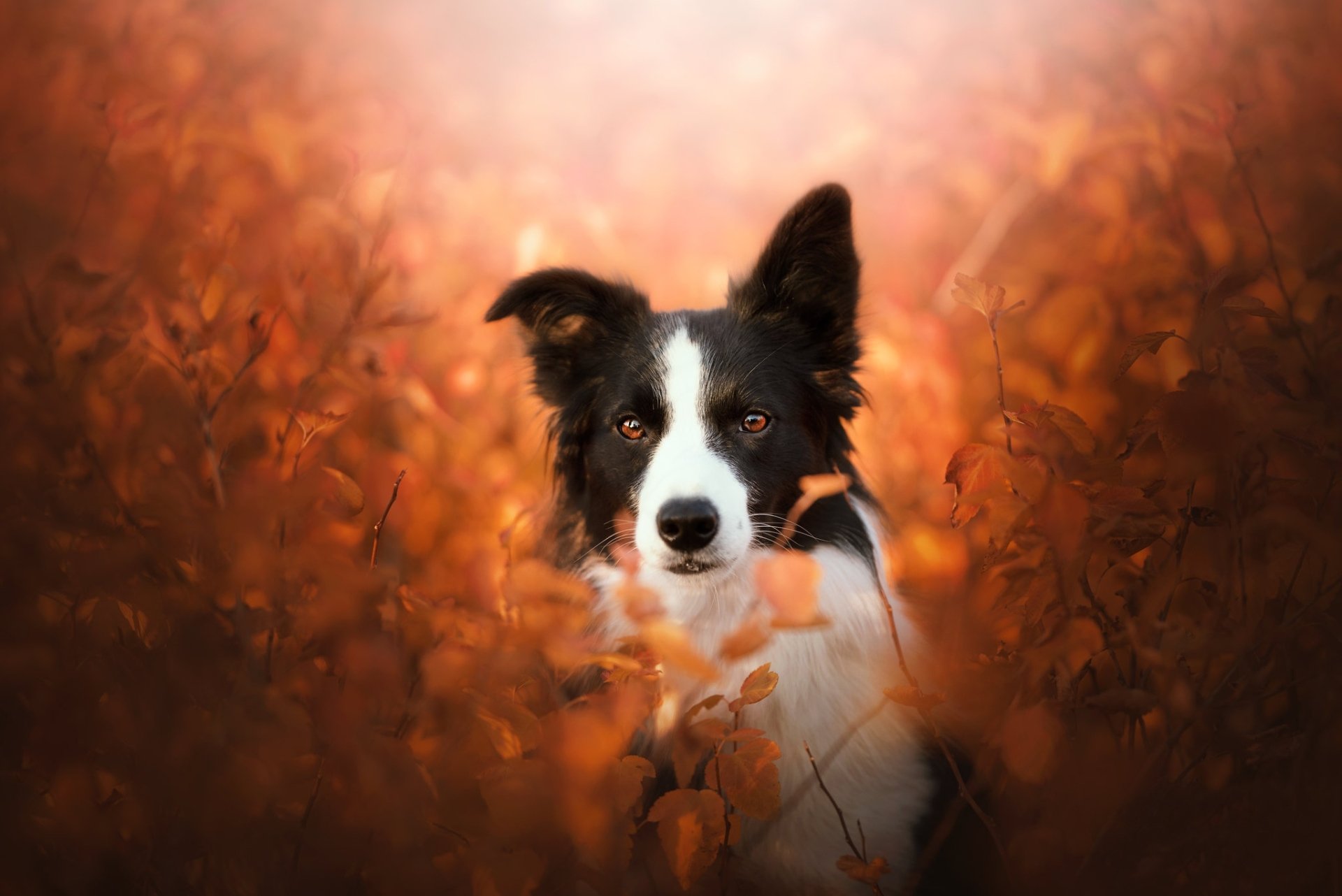 Download Animal Border Collie HD Wallpaper