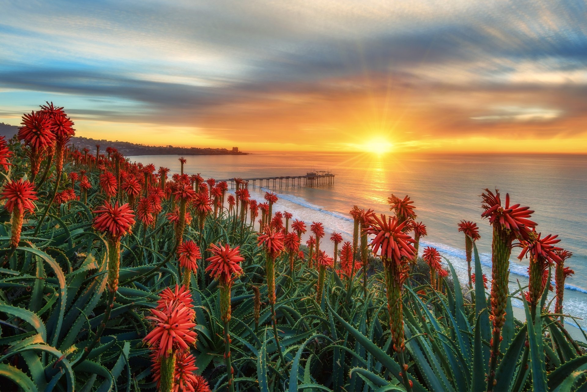 HD PC desktop wallpaper: San Diego sunrise over a man-made pier, red aloe flowers in the foreground and golden light reflecting on the calm ocean.