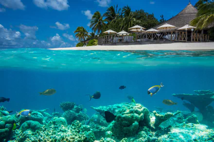 Split-view HD desktop wallpaper showcasing vibrant coral reefs and tropical fish underwater, with a sunny Maldives beach and palm trees above the clear blue water.