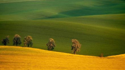 Czech Republic nature field HD Desktop Wallpaper | Background Image