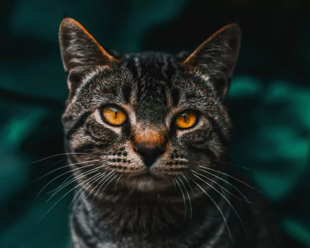 tabby cat Animal cat HD Desktop Wallpaper | Background Image