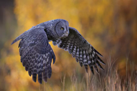 Great grey owl in flight over golden autumn grasses — detailed 4K Ultra HD PC desktop wallpaper background of a bird (Animal) with outstretched wings.