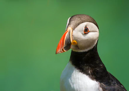 Animal puffin HD Desktop Wallpaper | Background Image