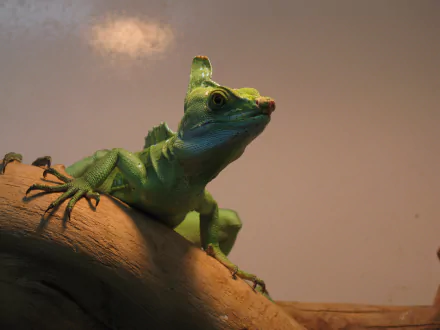 reptile lizard Animal basilisk HD Desktop Wallpaper | Background Image