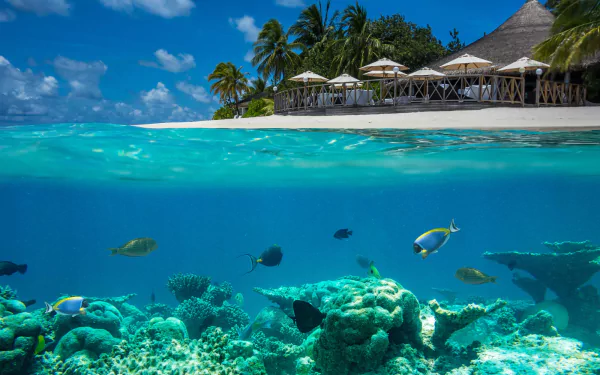 Split-view HD desktop wallpaper showcasing vibrant coral reefs and tropical fish underwater, with a sunny Maldives beach and palm trees above the clear blue water.