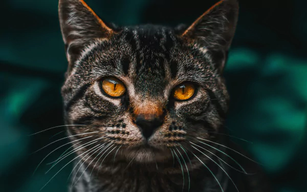 tabby cat Animal cat HD Desktop Wallpaper | Background Image