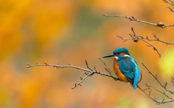 common kingfisher Animal kingfisher HD Desktop Wallpaper | Background Image