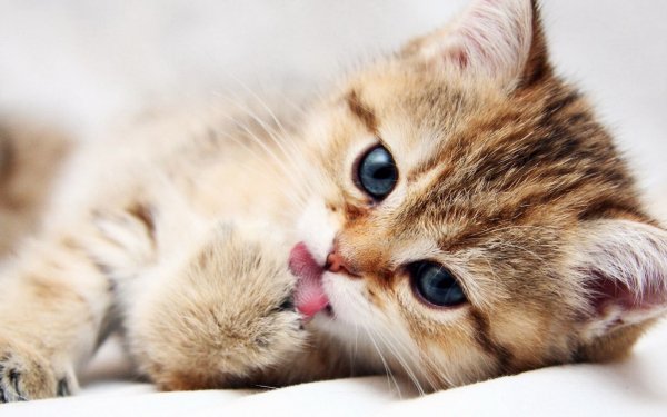 Animal Cat HD Wallpaper | Background Image