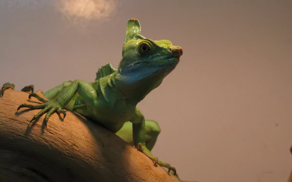 reptile lizard Animal basilisk HD Desktop Wallpaper | Background Image
