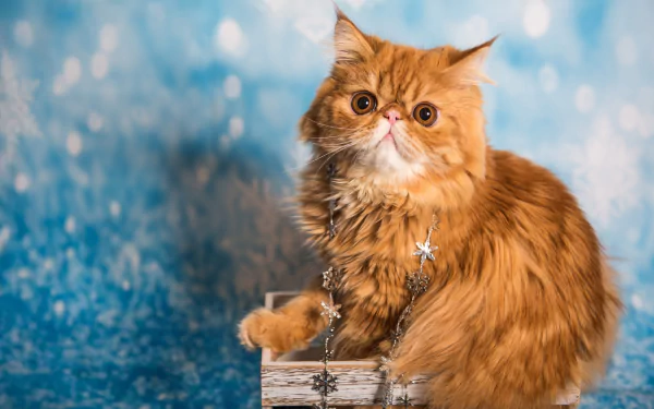 Animal persian cat HD Desktop Wallpaper | Background Image