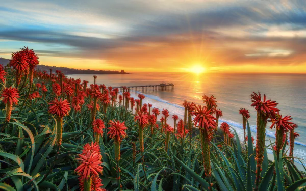 HD PC desktop wallpaper: San Diego sunrise over a man-made pier, red aloe flowers in the foreground and golden light reflecting on the calm ocean.
