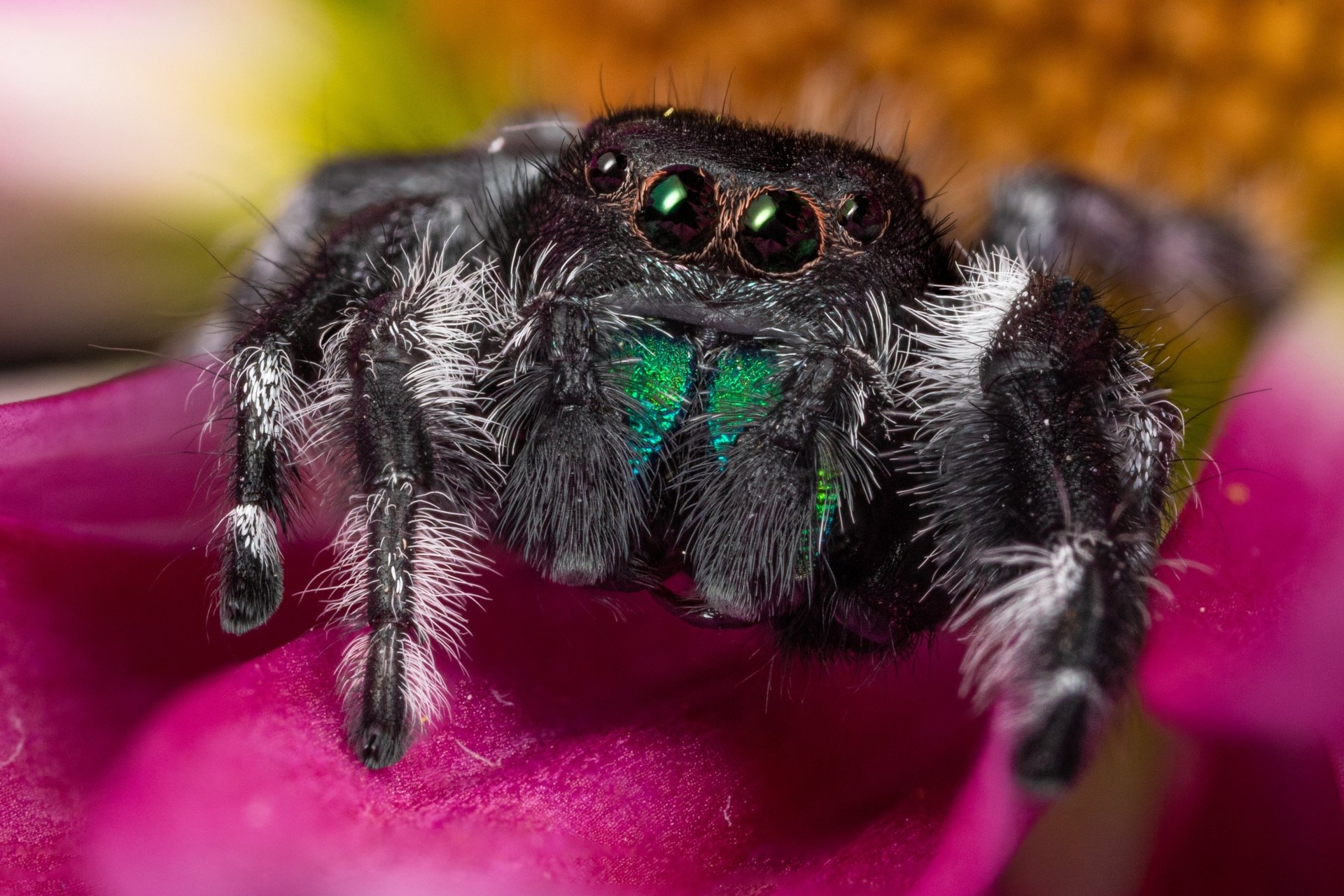 Download Macro Animal Jumping Spider 4k Ultra HD Wallpaper | 4096x2731 ...