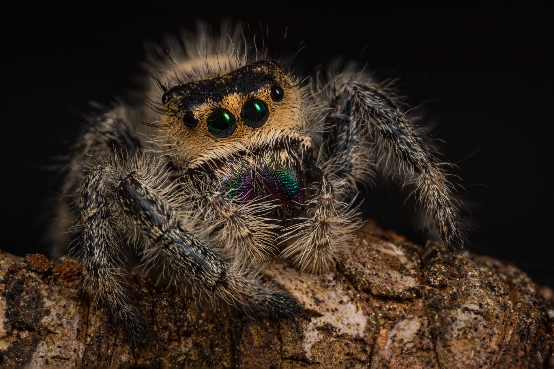 Download Macro Animal Jumping Spider 4k Ultra HD Wallpaper