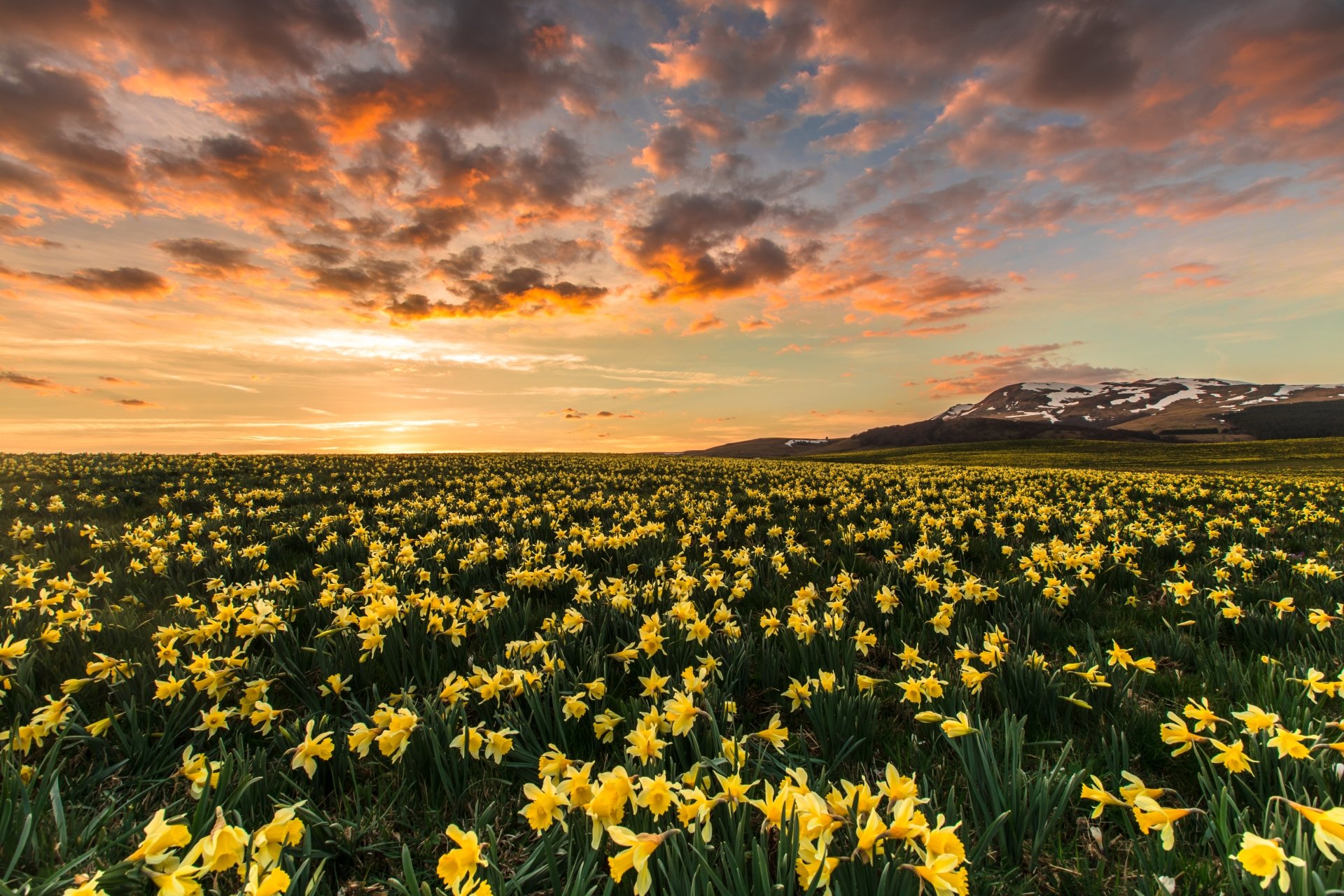 golden-sunrise-over-daffodil-fields-stunning-4k-nature-landscape