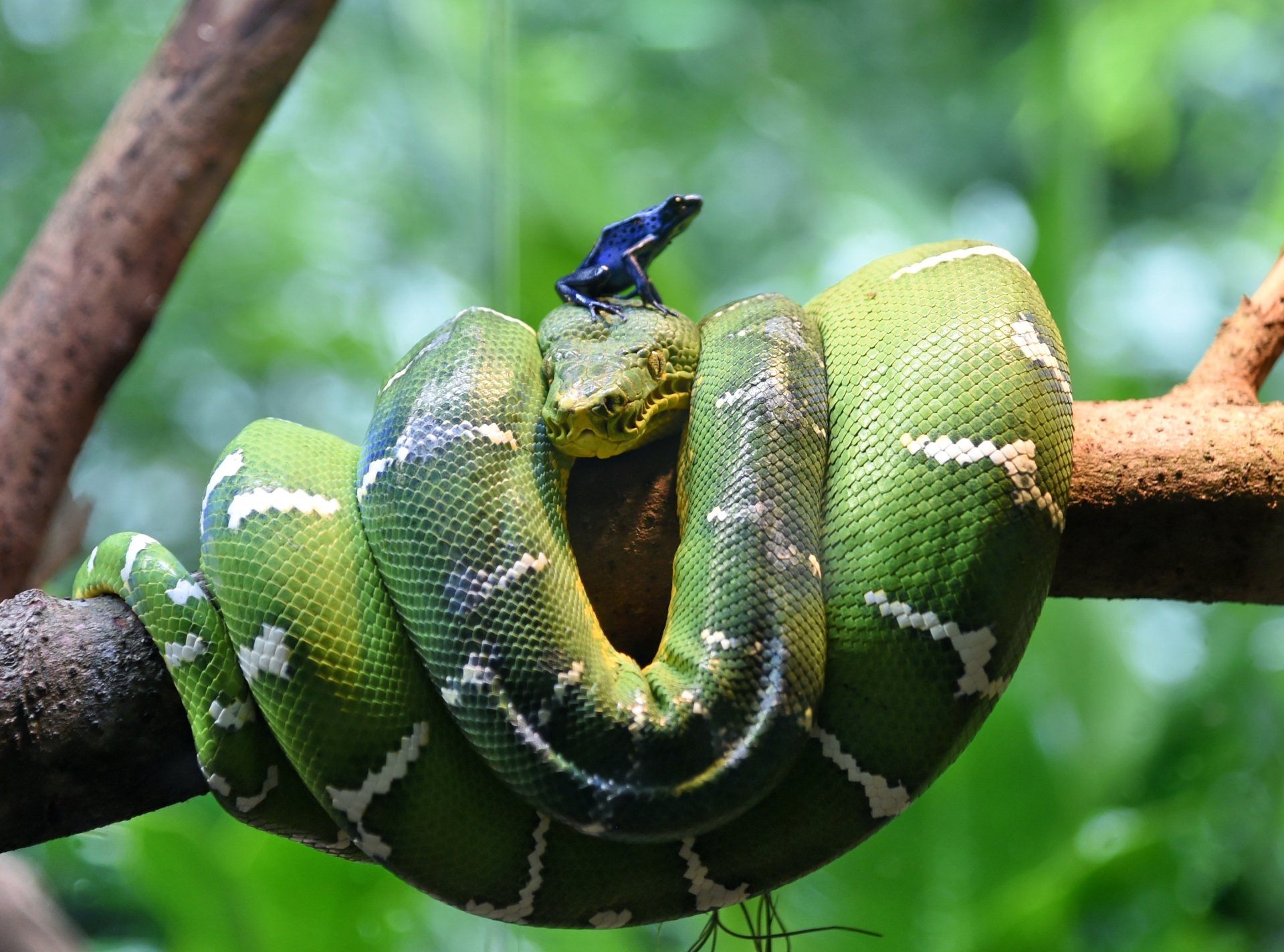 Download Snake Animal Python HD Wallpaper