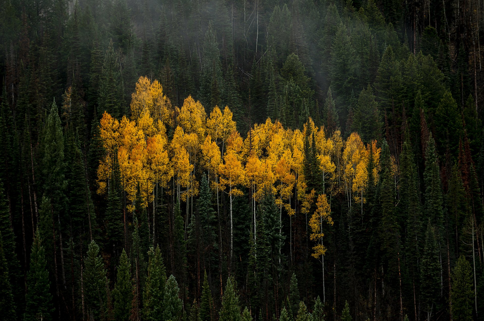 Download Nature Forest 4k Ultra HD Wallpaper by Jason Cameron