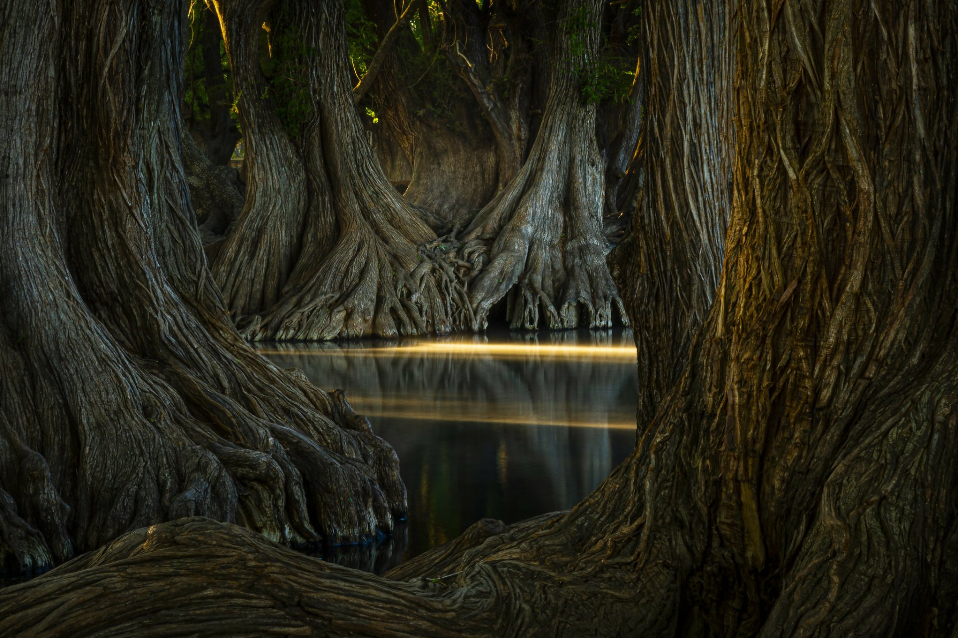 HD PC desktop wallpaper featuring a serene nature scene with large, textured tree trunks reflected in calm water under soft, dim lighting.
