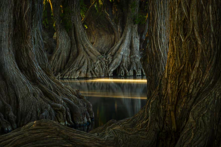 HD PC desktop wallpaper featuring a serene nature scene with large, textured tree trunks reflected in calm water under soft, dim lighting.
