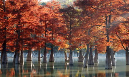 HD PC desktop wallpaper of a serene swamp with tall trees clad in vibrant red foliage reflecting on calm water under soft sunlight.