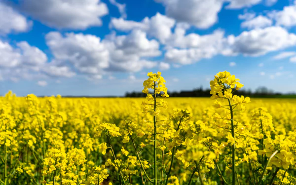 yellow flower nature rapeseed HD Desktop Wallpaper | Background Image