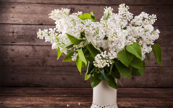 white flower man made flower HD Desktop Wallpaper | Background Image